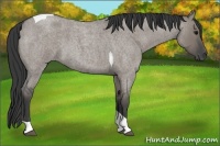 Horse Color:Grullo Roan Tobiano 