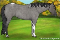 Horse Color:Grullo Roan Tobiano 