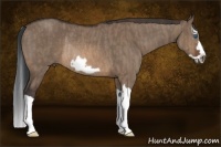 Horse Color:Brown Dun Splash Frame Rabicano  Brindle