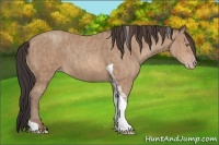 Horse Color:Sable Champagne Tobiano Rabicano  Brindle