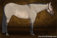 Horse Color:Brown Dun Rabicano Brindle