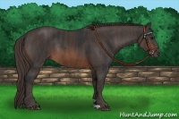 Horse Color:Brown Rabicano Brindle