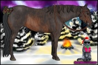 Horse Color:Brown Rabicano  Brindle