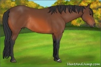 Horse Color:Bay Rabicano 