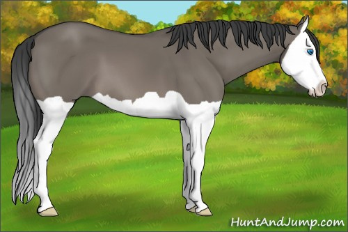 Horse Color: Unknown 
