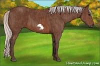 Horse Color:Silver Brown Frame Rabicano  Brindle