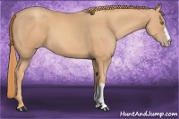 Horse Color:Gold Champagne 