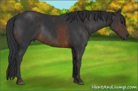 Horse Color:Brown Rabicano  Brindle