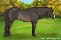 Horse Color:Brown Rabicano  Brindle