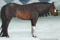 Horse Color:Brown Rabicano Brindle