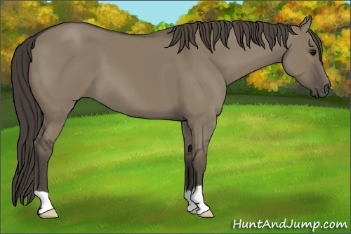 Horse Color: Smoky Grullo 