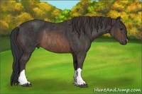 Horse Color:Brown Rabicano  Brindle