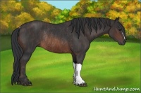 Horse Color:Brown Rabicano  Brindle