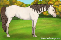 Horse Color:Amber Champagne Roan Dun 