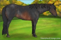 Horse Color:Brown Rabicano Brindle