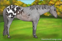 Horse Color:Brown Appaloosa Rabicano  Brindle