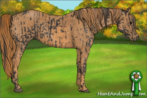 Horse Color: Brown Rabicano  Brindle