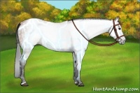 Horse Color:Gray Bay Sabino 