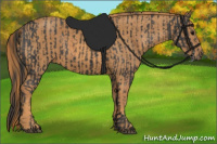 Horse Color:Brown Rabicano Brindle