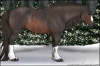 Horse Color:Brown Rabicano Brindle