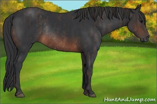 Horse Color:Brown Rabicano  Brindle