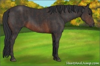 Horse Color:Brown Rabicano  Brindle