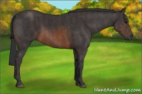 Horse Color:Brown Rabicano  Brindle