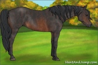 Horse Color:Brown Rabicano Brindle