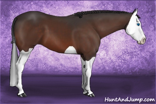 Horse Color: Bay Splash 