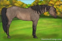 Horse Color:Brown Dun Rabicano Brindle