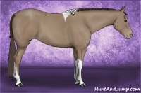 Horse Color:Classic Champagne Tobiano