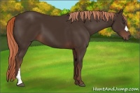 Horse Color:Liver Chestnut 