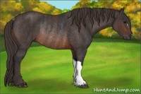 Horse Color:Brown Rabicano Brindle