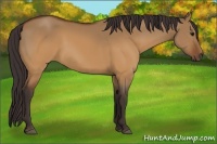Horse Color:Buckskin Dun 