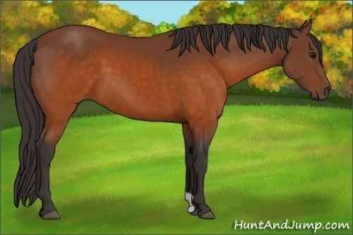 Horse Color: Buckskin 