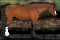 Horse Color:Buckskin 