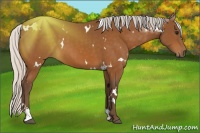 Horse Color:White Spotted Silver Buckskin Sabino 