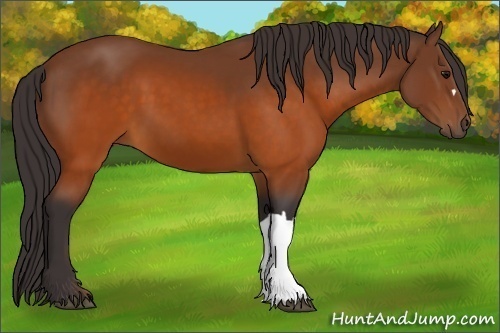 Horse Color: Buckskin 