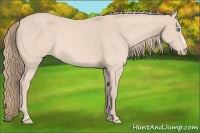 Horse Color:Perlino 