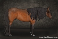 Horse Color:Buckskin 