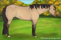 Horse Color:Buckskin Dun