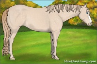 Horse Color:Perlino 