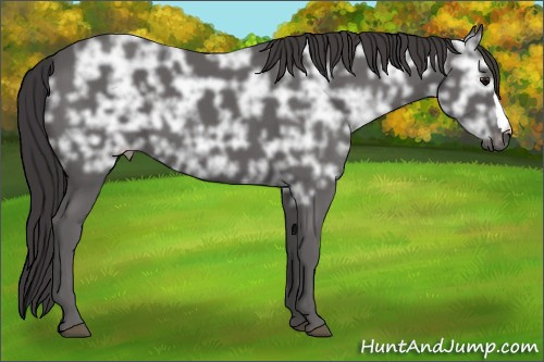 Horse Color: Buckskin Ice 