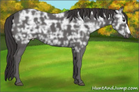 Horse Color:Buckskin Ice 