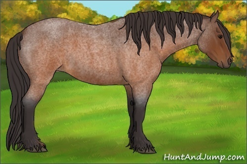 Horse Color:Buckskin Roan 