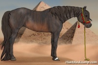 Horse Color:Brown Rabicano  Brindle