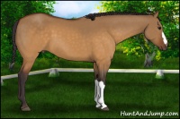 Horse Color:Buckskin Dun 