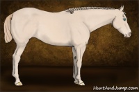 Horse Color:Perlino 