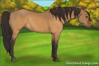 Horse Color:Buckskin Dun 