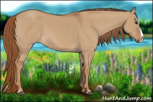 Horse Color: Red Dun Splash 
